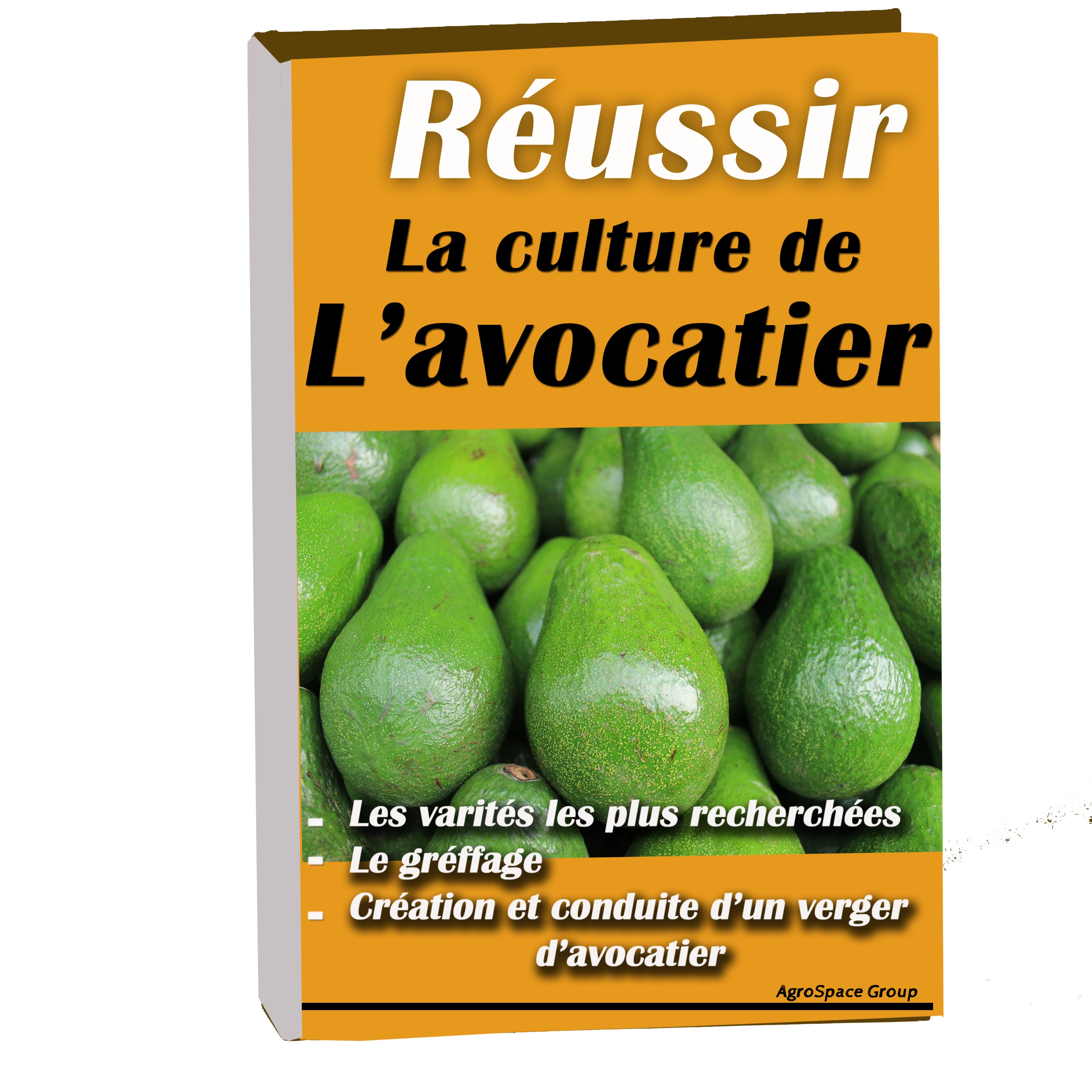 3 Alberi Di Avocado Da Interno – Piante Vere Jardintropic (Nuove, Confezione Originale)