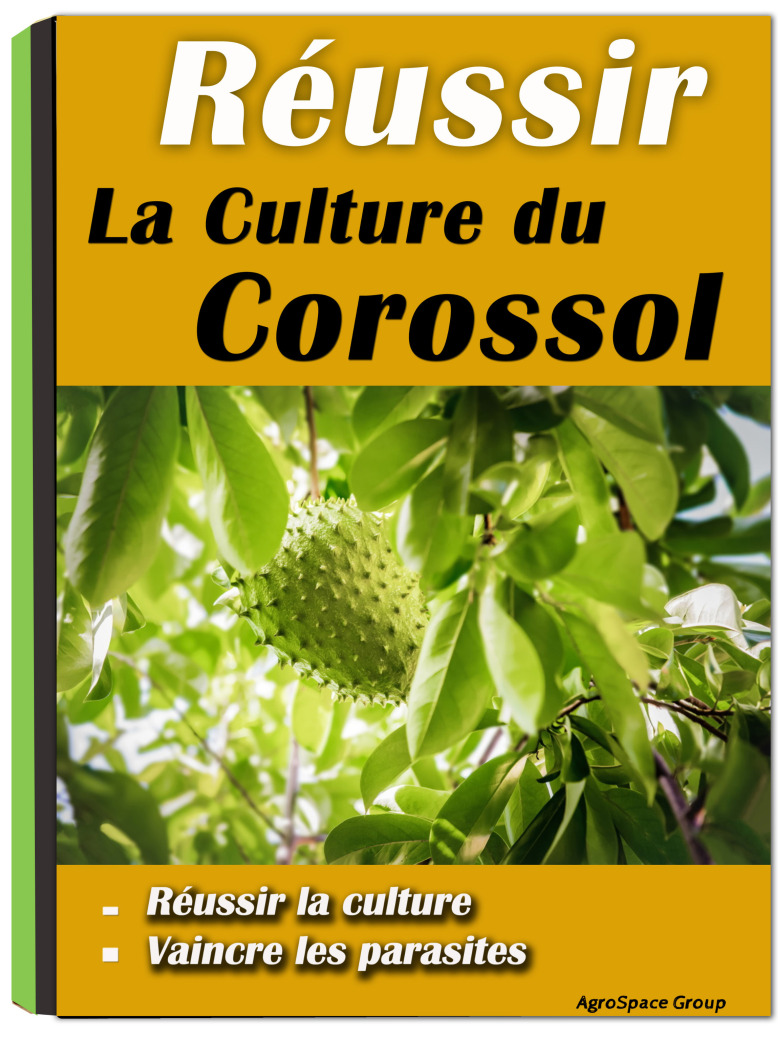 comment réussir la culture du corossol en Afrique - Plantation de ...